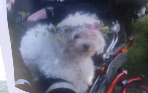 Χάθηκε θηλυκό Μαλτέζ, Θέρμη