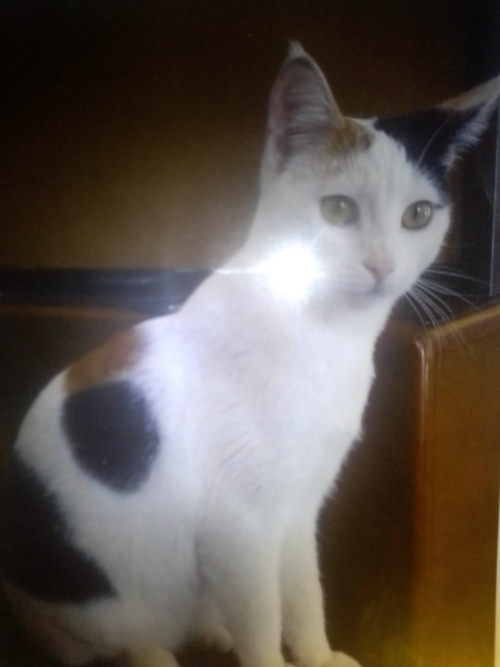 Χάθηκε γάτα μεταξύ Επανομή καί Πλαγιάρι Θεσσαλονίκης ακούει στο όνομα ζουμπι