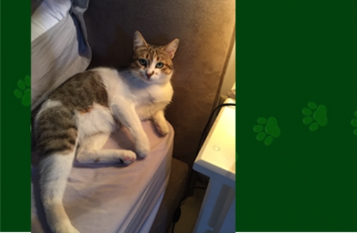 &Chi;ά&theta;&eta;&kappa;&epsilon; &alpha;&rho;&sigma;&epsilon;&nu;&iota;&kappa;ό&sigmaf; &Gamma;ά&tau;&omicron;&sigmaf;, &Nu;έ&omicron; &Psi;&upsilon;&chi;&iota;&kappa;ό