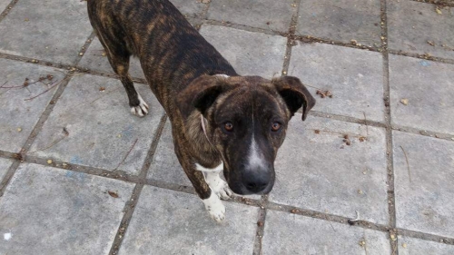 &Chi;ά&theta;&eta;&kappa;&epsilon; &eta;&mu;ί&alpha;&iota;&mu;&omicron; &Pi;ί&tau;&mu;&pi;&omicron;&upsilon;&lambda;, &Phi;&omicron;ί&nu;&iota;&kappa;&alpha;&sigmaf; &Kappa;&alpha;&lambda;&alpha;&mu;&alpha;&rho;&iota;ά&sigmaf;