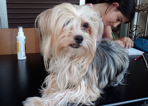 &Chi;ά&theta;&eta;&kappa;&epsilon; &Gamma;&iota;&omicron;&rho;&kappa;&sigma;ά&iota;&rho;, &Kappa;&eta;&phi;&iota;&sigma;&iota;ά