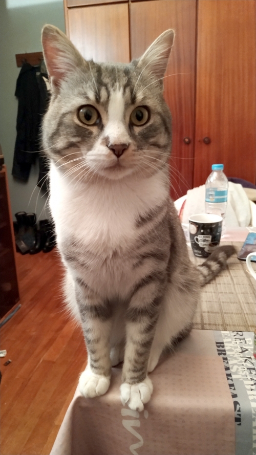 Χάθηκε γάτος Αγ. Φανούριος