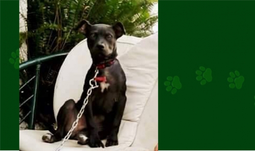 &Chi;ά&theta;&eta;&kappa;&epsilon; &alpha;&rho;&sigma;&epsilon;&nu;&iota;&kappa;ό &Pi;&iota;&tau;&mu;&pi;&omicron;&upsilon;&lambda;, &Eta;&rho;ά&kappa;&lambda;&epsilon;&iota;&omicron;