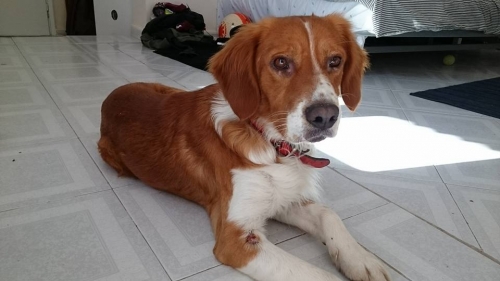 &Beta;&rho;έ&theta;&eta;&kappa;&epsilon; &kappa;&alpha;&phi;έ &lambda;&epsilon;&upsilon;&kappa;ό &alpha;&rho;&sigma;&epsilon;&nu;&iota;&kappa;ό &sigma;&kappa;&upsilon;&lambda;ά&kappa;&iota;