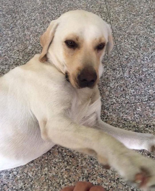 Χάθηκε Λάμπραντορ, Κολόσσι Κύπρος