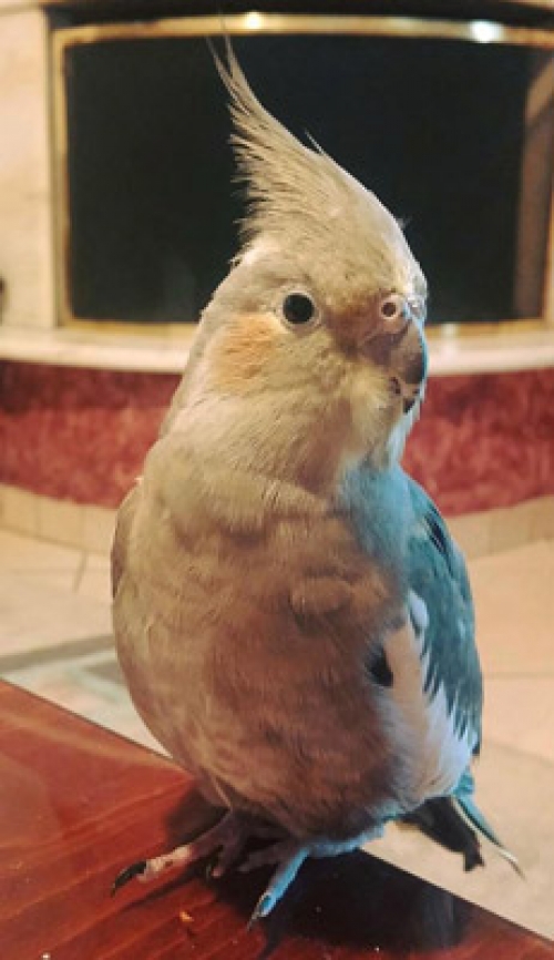 Χάθηκε παπαγάλος Κοκατίλ, Νέος Κόσμος