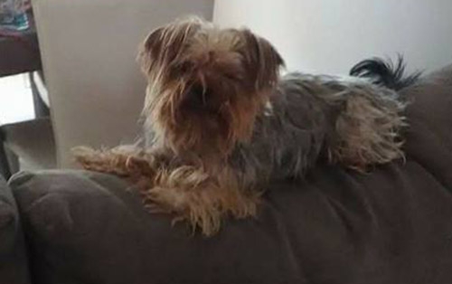 &Chi;ά&theta;&eta;&kappa;&epsilon; &Gamma;&iota;&omicron;&rho;&kappa;&sigma;ά&iota;&rho; &Tau;&epsilon;&rho;&rho;&iota;έ, &Theta;&epsilon;&sigma;/&nu;ί&kappa;&eta;