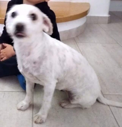 Χαθηκε η φλαφυ