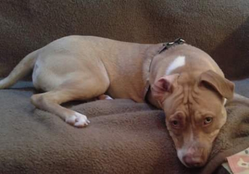 &Chi;ά&theta;&eta;&kappa;&epsilon; &Sigma;&kappa;ύ&lambda;&omicron;&sigmaf; &Pi;ί&tau; &Mu;&pi;&omicron;&upsilon;&lambda;, &Pi;&epsilon;&iota;&rho;&alpha;&iota;ά