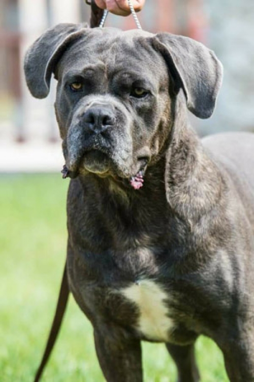 Χάθηκε αρσενικό Κάνε Κόρσο, Κερατέα