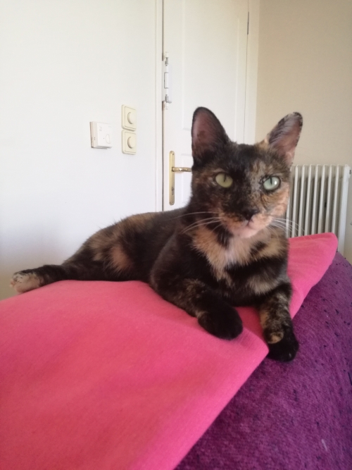 Χάθηκε Γκύζη