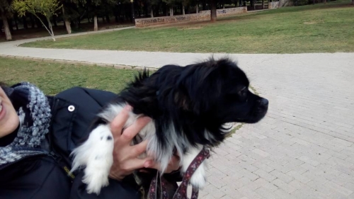 &Beta;&rho;έ&theta;&eta;&kappa;&epsilon; &eta;&mu;ί&alpha;&iota;&mu;&omicron; &Pi;&epsilon;&kappa;&iota;&nu;&omicron;&upsilon;ά, &Kappa;&alpha;&iota;&sigma;&alpha;&rho;&iota;&alpha;&nu;ή