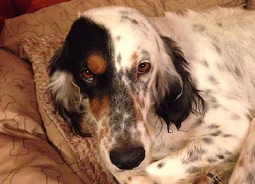 &Chi;ά&theta;&eta;&kappa;&epsilon; &sigma;&tau;&eta;&nu; &Pi;&lambda;. &Alpha;&tau;&tau;&iota;&kappa;ή&sigmaf;