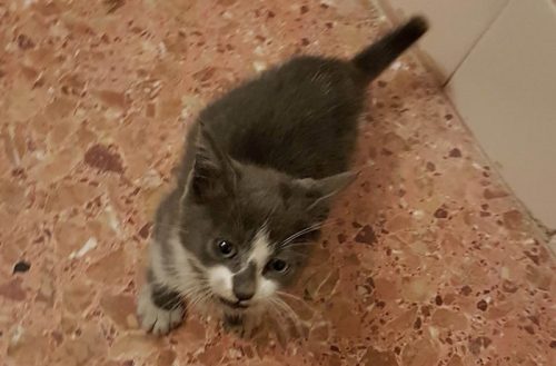 &Chi;ά&theta;&eta;&kappa;&epsilon; &gamma;&alpha;&tau;ά&kappa;&iota; &Kappa;&upsilon;&psi;έ&lambda;&eta;