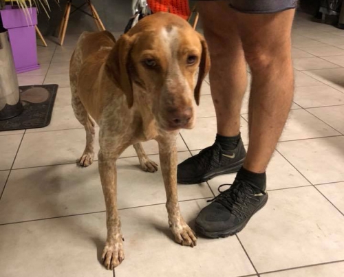 Βρέθηκε σκύλος, Νέος Βουτσάς