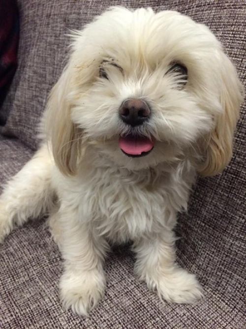 &Chi;ά&theta;&eta;&kappa;&epsilon; &eta;&mu;ί&alpha;&iota;&mu;&omicron; &Mu;&alpha;&lambda;&tau;έ&zeta;, &Eta;&rho;ά&kappa;&lambda;&epsilon;&iota;&omicron;