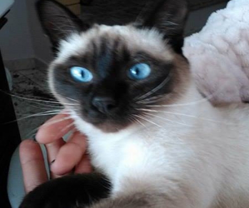 &Chi;ά&theta;&eta;&kappa;&epsilon; &gamma;ά&tau;&omicron;&sigmaf; &Sigma;&iota;ά&mu;, &Delta;&eta;&mu;&eta;&tau;&sigma;ά&nu;&alpha;