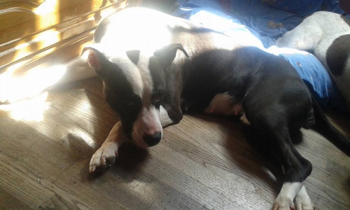 &Chi;ά&theta;&eta;&kappa;&epsilon; &alpha;&sigma;&pi;&rho;ό&mu;&alpha;&upsilon;&rho;&omicron; &Pi;ί&tau;&mu;&pi;&omicron;&upsilon;&lambda;, &Mu;&epsilon;&nu;ί&delta;&iota;