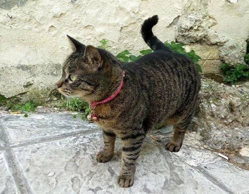 Χάθηκε τρίποδη γάτα, Κατερίνη