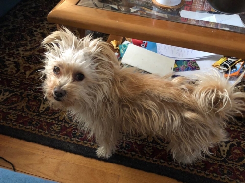 ΧΑΘΗΚΕ Η ΠΕΡΛΑ ΜΑΣ