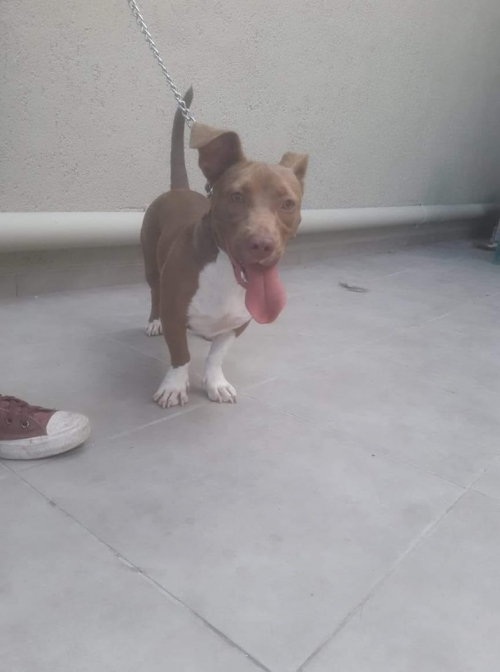 ΒΡΕΘΗΚΕ Η ΣΚΥΛΙΤΣΑ ΤΗΣ ΦΩΤΟΓΡΑΦΙΑΣ ΣΤO ΙΛΙΟΝ (ΚΟΝΤΑ ΣΤΟ ΠΑΡΚΟ ΤΡΙΤΣΗ)