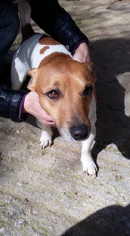 Βρέθηκε άσπρο καφέ Τζακ Ρασελ