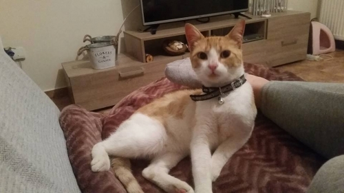 &Chi;ά&theta;&eta;&kappa;&epsilon; &mu;&pi;&epsilon;&zeta; &tau;&iota;&gamma;&rho;έ &Gamma;ά&tau;&omicron;&sigmaf;, &Lambda;&iota;&beta;&alpha;&delta;&epsilon;&iota;ά