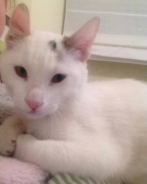 &Chi;ά&theta;&eta;&kappa;&epsilon; &lambda;&epsilon;&upsilon;&kappa;ό&sigmaf; &gamma;ά&tau;&omicron;&sigmaf;, &Beta;&rho;&iota;&lambda;&lambda;ή&sigma;&iota;&alpha;