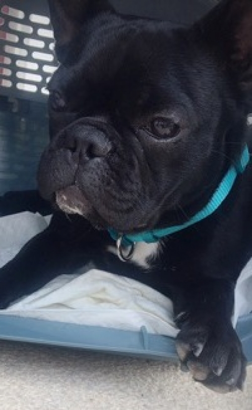 Χάθηκε Γαλλικό Μπούλντογκ, Βριλήσσια