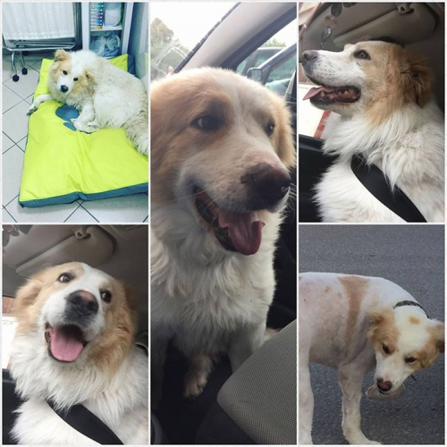 &Chi;ά&theta;&eta;&kappa;&epsilon; &sigma;&kappa;ύ&lambda;&omicron;&sigmaf;, &Chi;&alpha;&lambda;&kappa;&iota;&delta;&iota;&kappa;ή