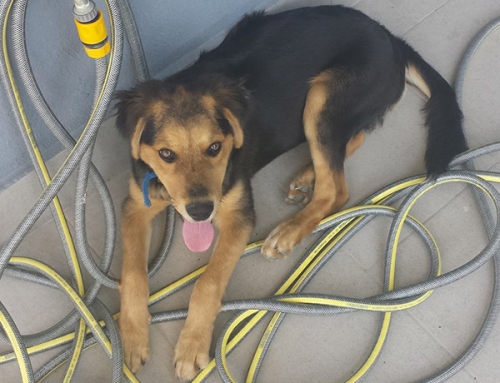 &Chi;ά&theta;&eta;&kappa;&epsilon; ή &kappa;&lambda;ά&pi;&eta;&kappa;&epsilon; &sigma;&kappa;ύ&lambda;&omicron;&sigmaf;, &Theta;&epsilon;&sigma;/&nu;ί&kappa;&eta;