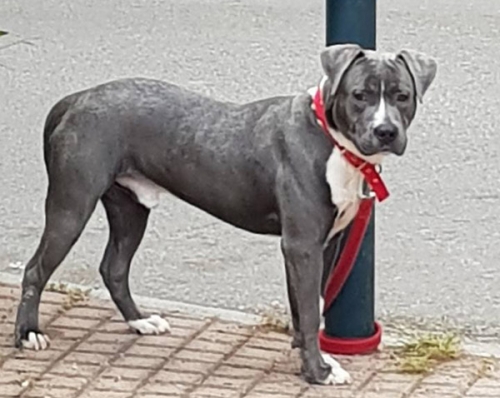 Βρέθηκε Αμέρικαν Σταφορντσάιρ, Κηφισιά