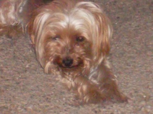 Βρέθηκε Γιόρκσαιρ, Λάρισα