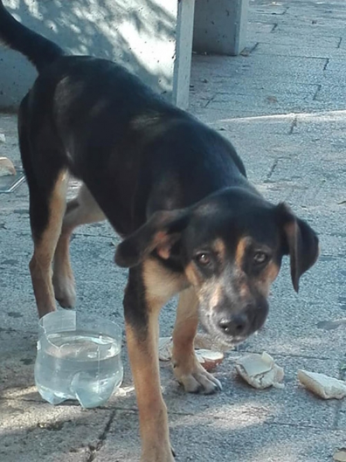 Βρέθηκε σκύλος, Πετρούπολη