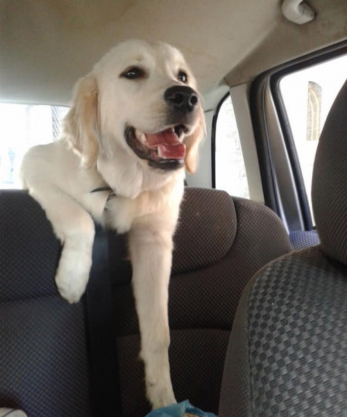 Χάθηκε Γκόλντεν Ριτρίβερ, Ωραιόκαστρο