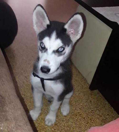 &Chi;ά&theta;&eta;&kappa;&epsilon; &kappa;&omicron;&upsilon;&tau;ά&beta;&iota; &Chi;ά&sigma;&kappa;&iota;, &Gamma;&kappa;ύ&zeta;&eta;