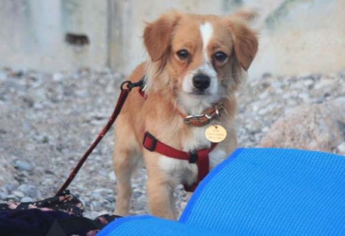 Χάθηκε καφέ σκύλος, Νίκαια