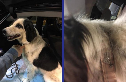 Βρέθηκε θηλυκός σκύλος