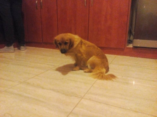 &Chi;ά&theta;&eta;&kappa;&epsilon; &kappa;&alpha;&phi;έ &theta;&eta;&lambda;&upsilon;&kappa;ό&sigmaf; &Sigma;&kappa;ύ&lambda;&omicron;&sigmaf;, &Kappa;&omicron;&rho;&omega;&pi;ί