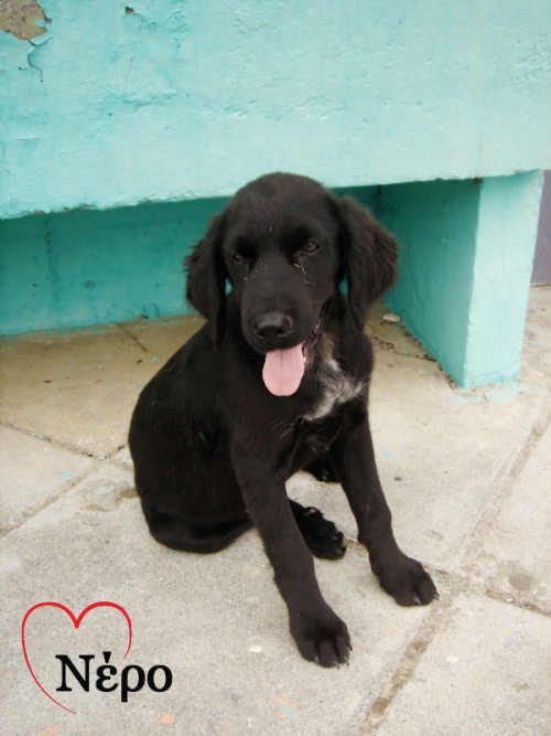 Ημίαιμο Αρσενικό Κυνηγόσκυλο Κουτάβι