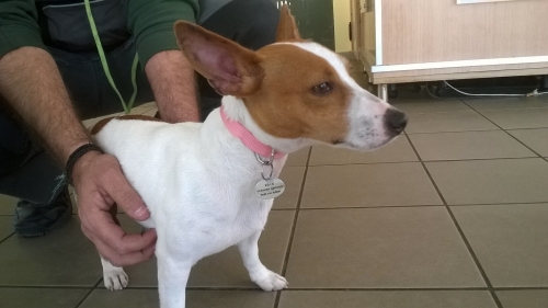 Βρέθηκε άσπρο καφέ Τζακ Ρασσελ