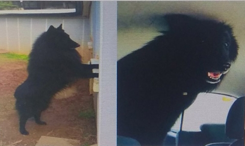 Χάθηκε λυκόσκυλο Groenendael. Θρακομακεδόνες