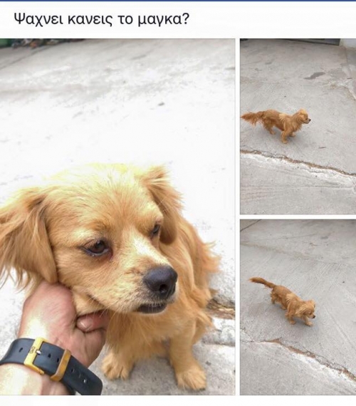 &Beta;&rho;έ&theta;&eta;&kappa;&epsilon; &mu;&pi;&epsilon;&zeta; &sigma;&kappa;&upsilon;&lambda;ά&kappa;&iota;, &Pi;.&Omicron;. &Omicron;&iota;&nu;ό&phi;&upsilon;&tau;&alpha;-&Alpha;&upsilon;&lambda;ώ&nu;&alpha;&sigmaf;