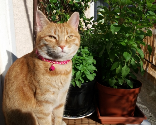 Χάθηκε γατούλα