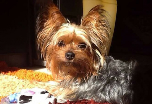 &Kappa;&lambda;ά&pi;&eta;&kappa;&epsilon; &theta;&eta;&lambda;&upsilon;&kappa;ό &Gamma;&iota;&omicron;&rho;&kappa;&sigma;ά&iota;&rho; &Tau;&epsilon;&rho;&rho;&iota;έ, &Gamma;&alpha;&lambda;ά&tau;&sigma;&iota;