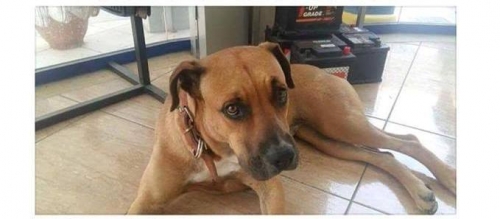 Χάθηκε καφέ θηλυκό σκυλάκι, Καματερό