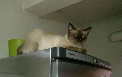 &Chi;ά&theta;&eta;&kappa;&epsilon; &Gamma;ά&tau;&omicron;&sigmaf; &Sigma;&iota;ά&mu;, Ί&lambda;&iota;&omicron;&nu;