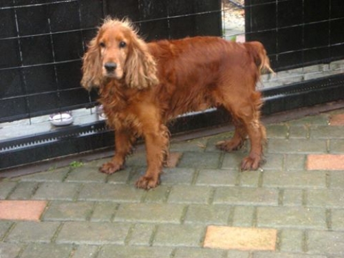 &Chi;ά&theta;&eta;&kappa;&epsilon; &kappa;&alpha;&phi;έ &Kappa;ό&kappa;&epsilon;&rho;, &Chi;&alpha;&nu;&iota;ά