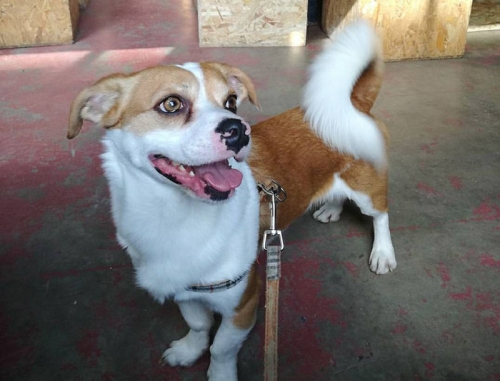 &Chi;ά&theta;&eta;&kappa;&epsilon; ά&sigma;&pi;&rho;&omicron;&sigmaf; - &kappa;&alpha;&phi;έ &sigma;&kappa;ύ&lambda;&omicron;&sigmaf;, &Kappa;&alpha;&lambda;&alpha;&mu;ά&tau;&alpha;