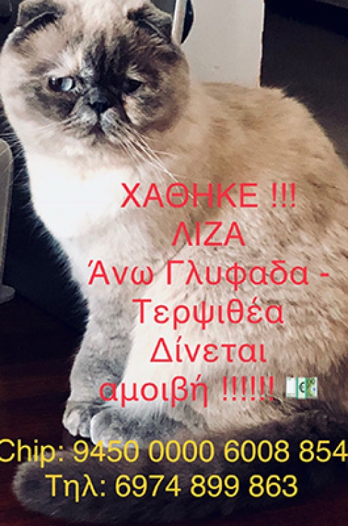 Χάθηκε γάτα, Τερψιθέα